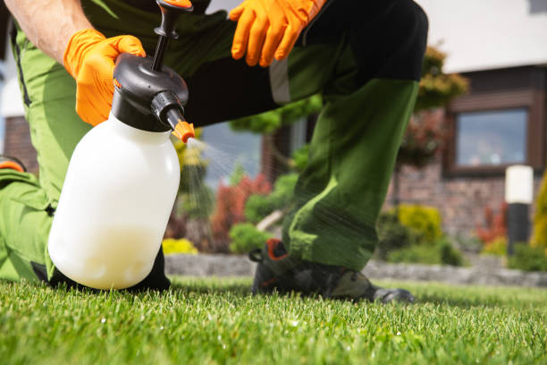 Best Flea Control Services  in Kimberling City, MO
